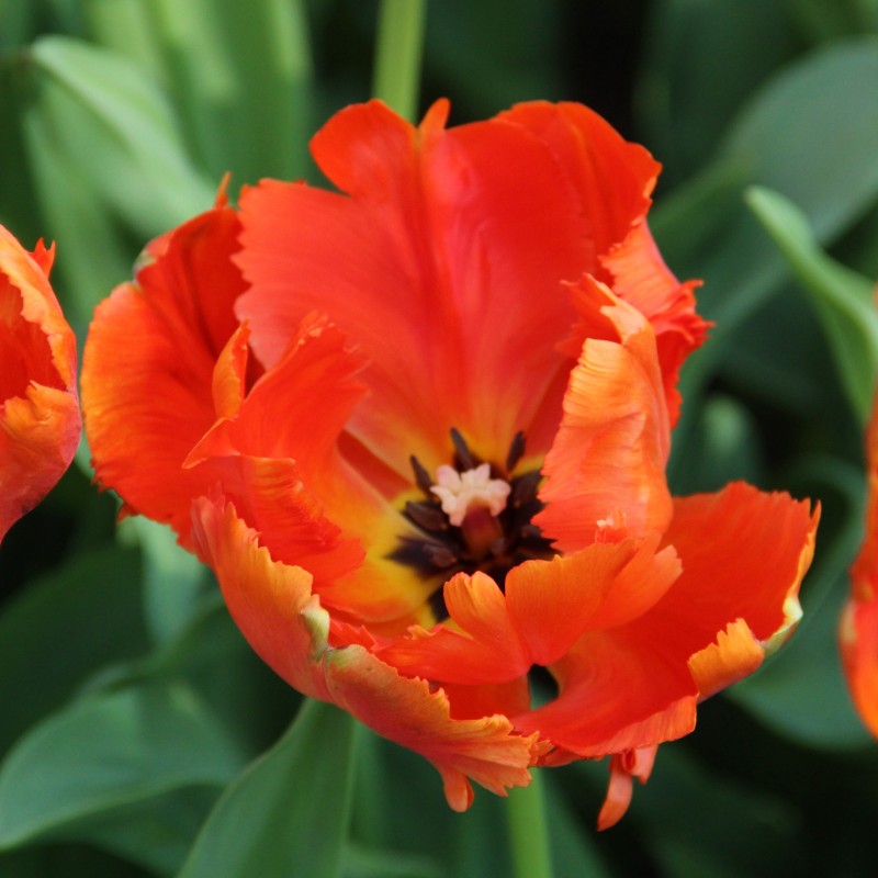 Tulipa 'Flower Power' Tulipa 'Flower Power'