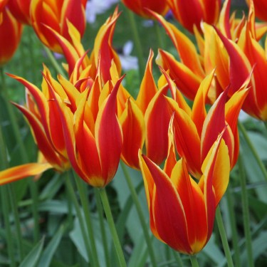 Tulipa 'Fly Away' Tulipa 'Fly Away'