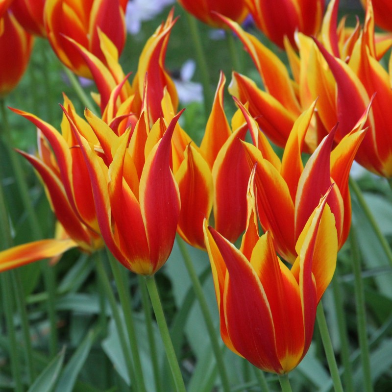 Tulipa 'Fly Away' Tulipa 'Fly Away'