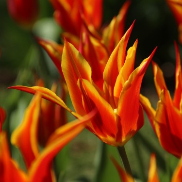 Tulipa 'Fly Away' Tulipa 'Fly Away'