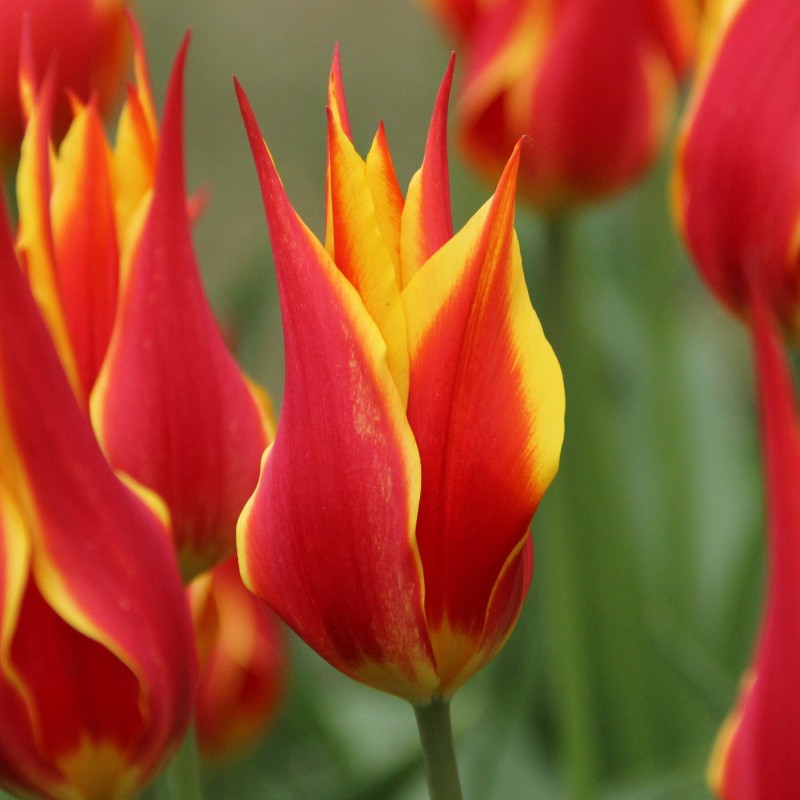 Tulipa 'Fly Away' Tulipa 'Fly Away'