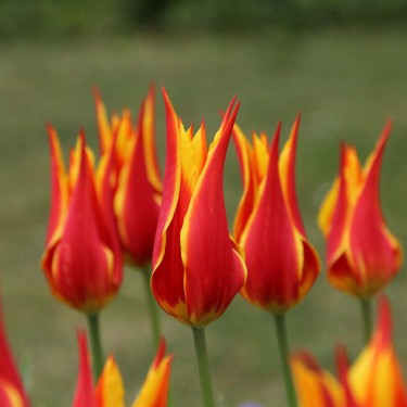 Tulipa 'Fly Away' Tulipa 'Fly Away'