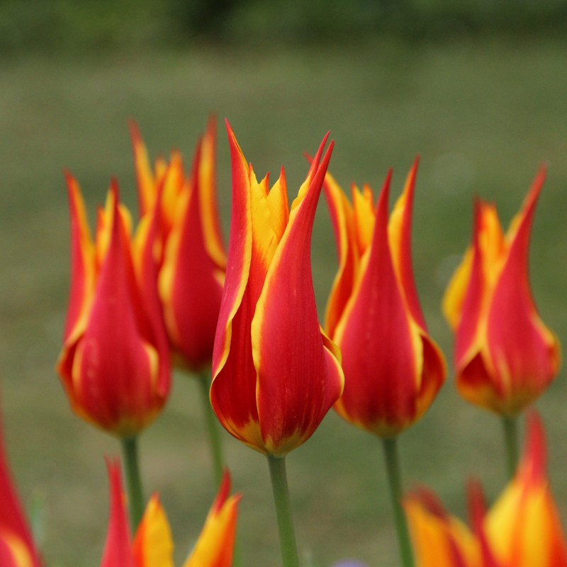 Tulipa 'Fly Away' Tulipa 'Fly Away'
