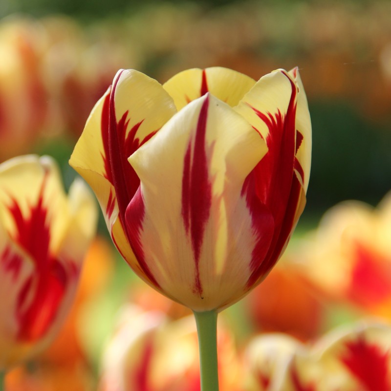 Tulipa 'Grand Perfection' Tulipa 'Grand Perfection'