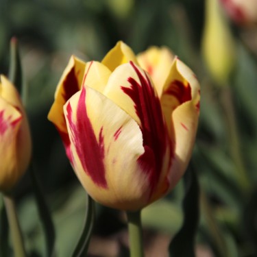 Tulipa 'Grand Perfection' Tulipa 'Grand Perfection'