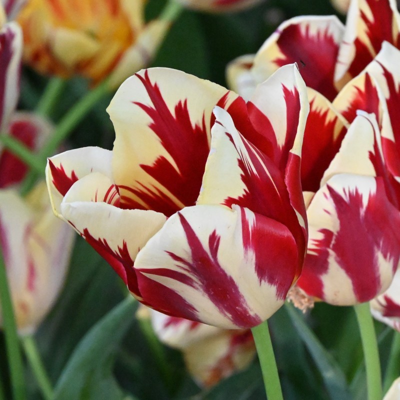 Tulipa 'Grand Perfection' Tulipa 'Grand Perfection'