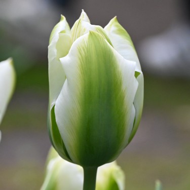 Tulipa 'Green Day' Tulipa 'Green Day'