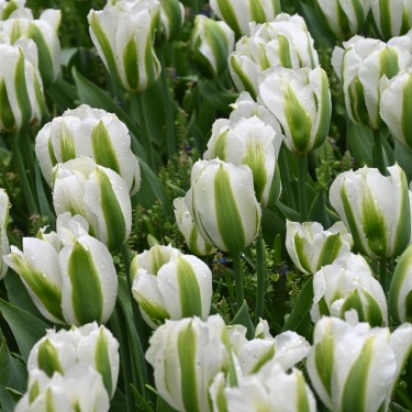 Tulipa 'Green Day' Tulipa 'Green Day'