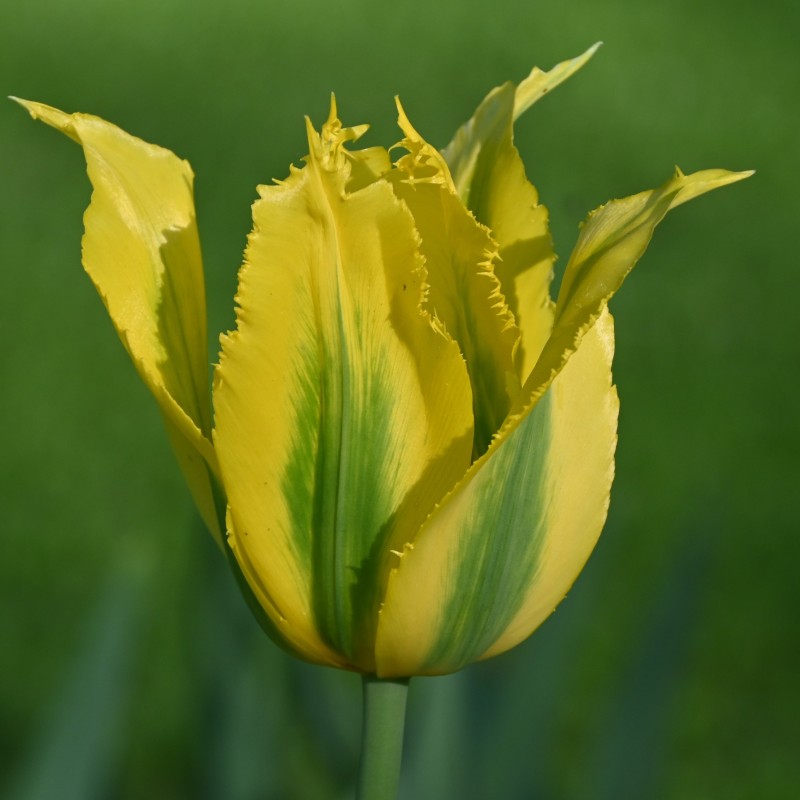Tulipa 'Green Mile' Tulipa 'Green Mile'