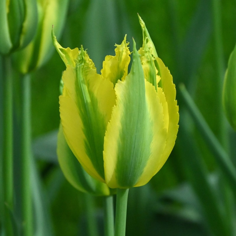 Tulipa 'Green Mile' Tulipa 'Green Mile'