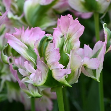 Tulipa 'Green Wave'