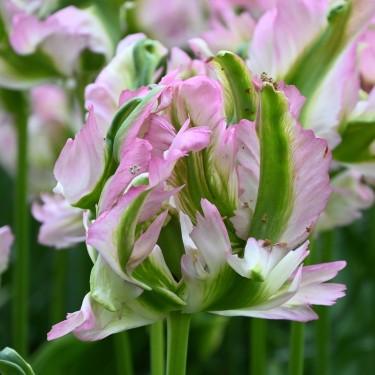 Tulipa 'Green Wave' Tulipa 'Green Wave'