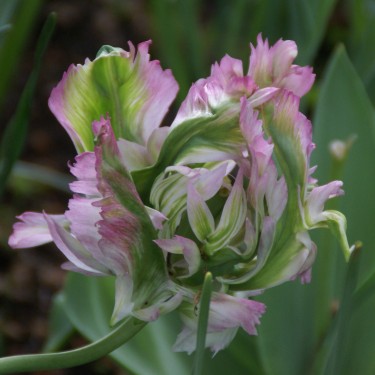 Tulipa 'Green Wave' Tulipa 'Green Wave'