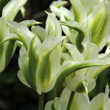 Tulipa 'Greenstar' Tulipa 'Greenstar'