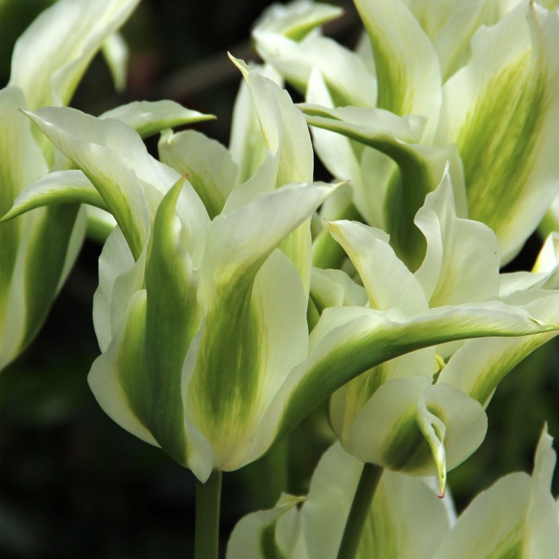 Tulipa 'Greenstar' Tulipa 'Greenstar'