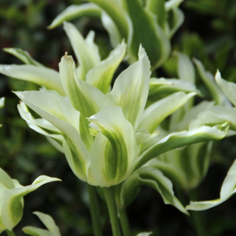 Tulipa 'Greenstar' Tulipa 'Greenstar'