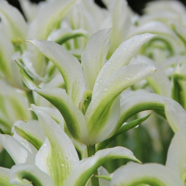 Tulipa 'Greenstar' Tulipa 'Greenstar'