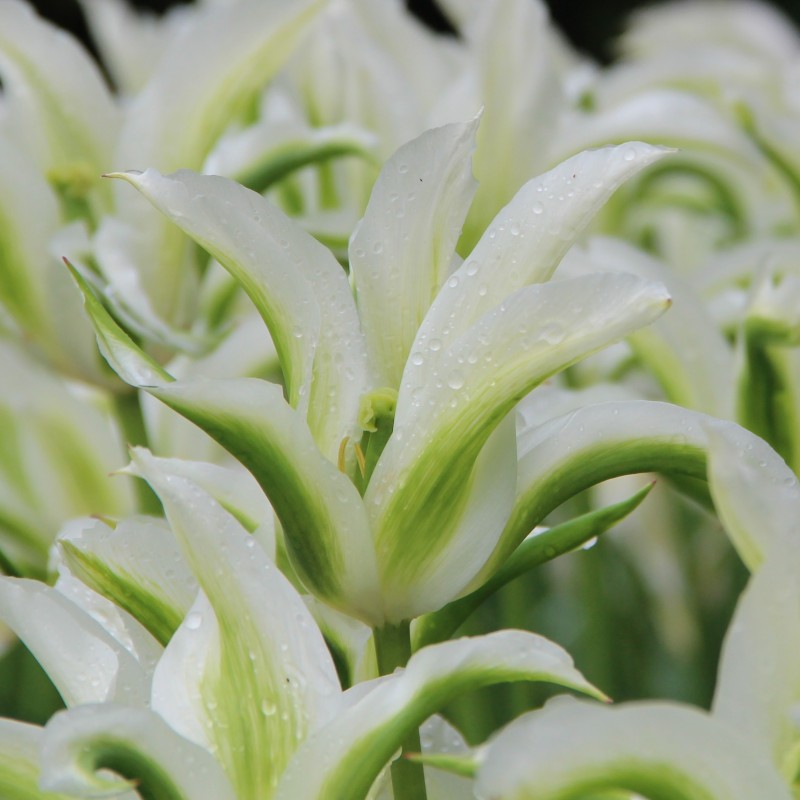 Tulipa 'Greenstar' Tulipa 'Greenstar'