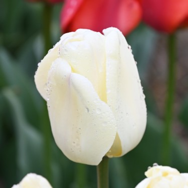 Tulipa 'Ivory Floradale' Tulipa 'Ivory Floradale'