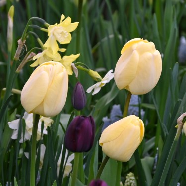 Tulipa 'Ivory Floradale' Tulipa 'Ivory Floradale'