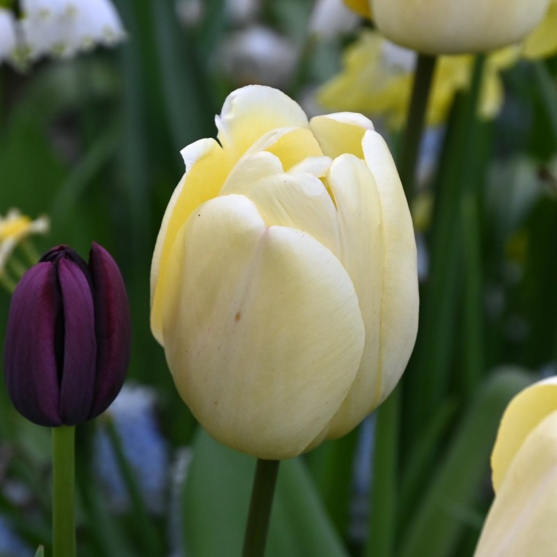 Tulipa 'Ivory Floradale' Tulipa 'Ivory Floradale'