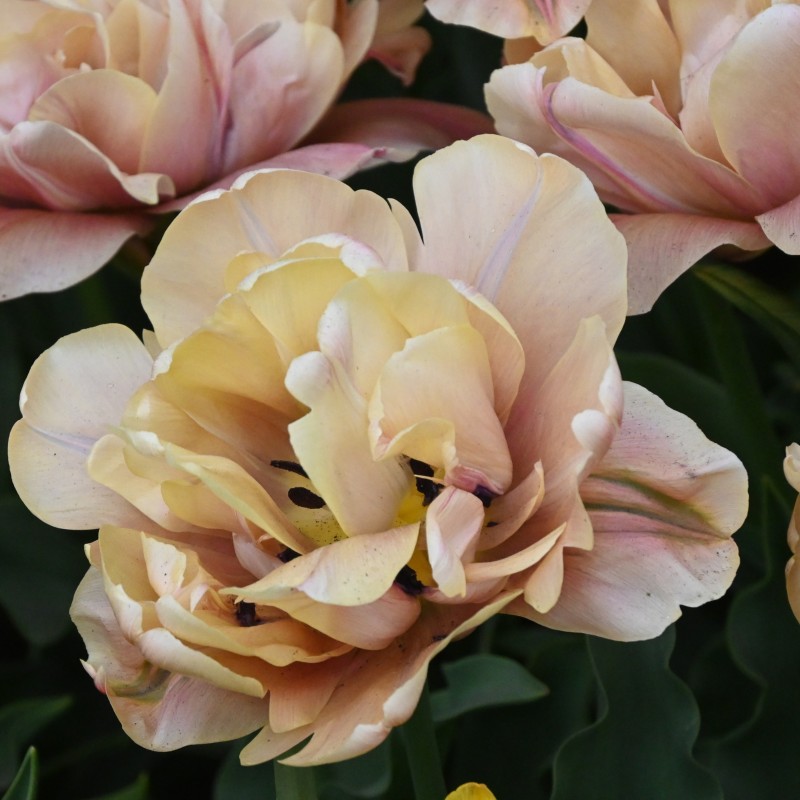 Tulipa 'La Belle Epoque' Tulipa 'La Belle Epoque'