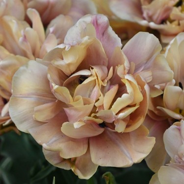 Tulipa 'La Belle Epoque' Tulipa 'La Belle Epoque'