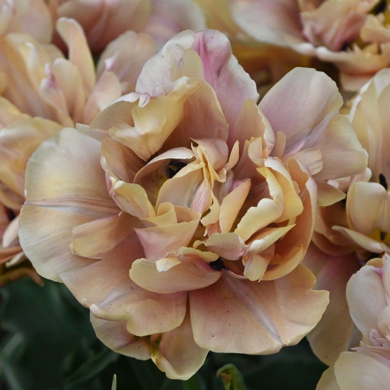 Tulipa 'La Belle Epoque' Tulipa 'La Belle Epoque'