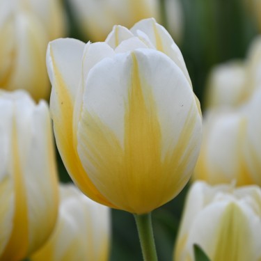Tulipa 'Lemon Chiffon' Tulipa 'Lemon Chiffon'