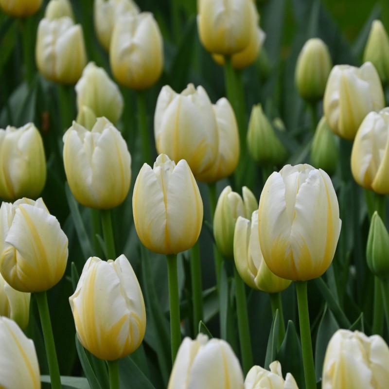 Tulipa 'Lemon Chiffon' Tulipa 'Lemon Chiffon'