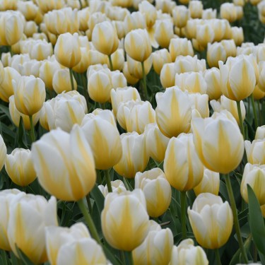 Tulipa 'Lemon Chiffon' Tulipa 'Lemon Chiffon'