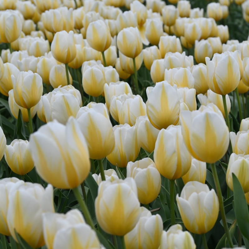 Tulipa 'Lemon Chiffon' Tulipa 'Lemon Chiffon'