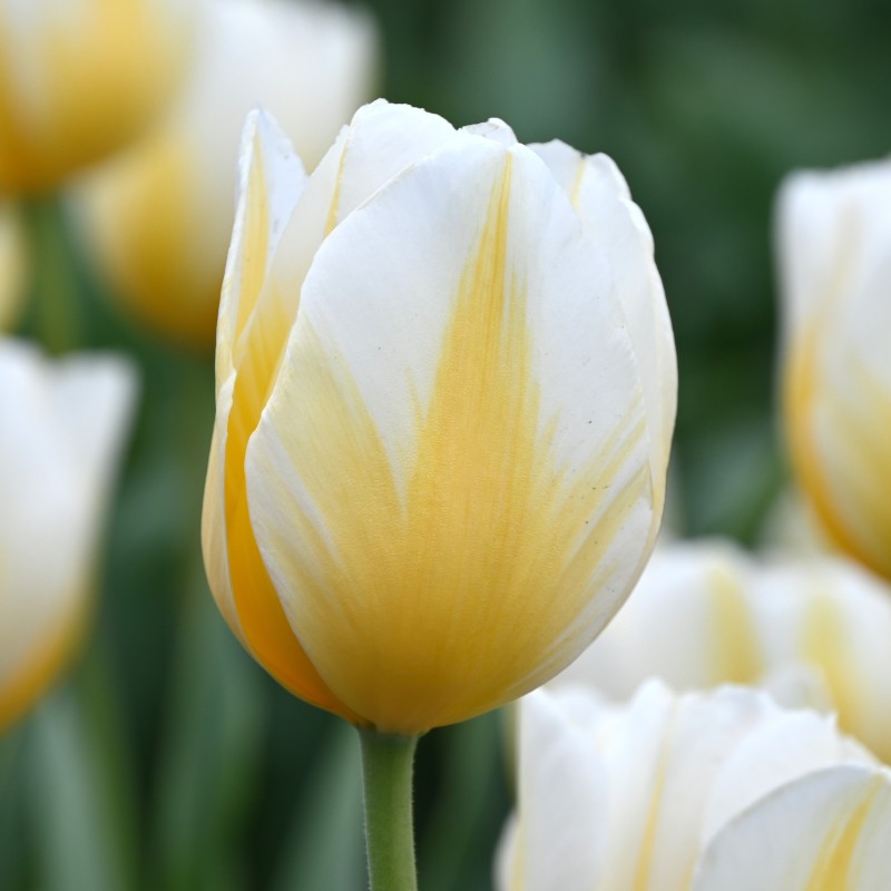 Tulipa 'Lemon Chiffon' Tulipa 'Lemon Chiffon'