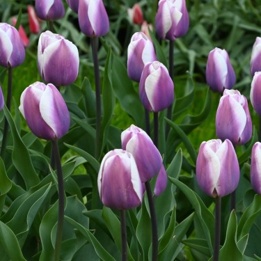 Tulipa 'Librije' Tulipa 'Librije'