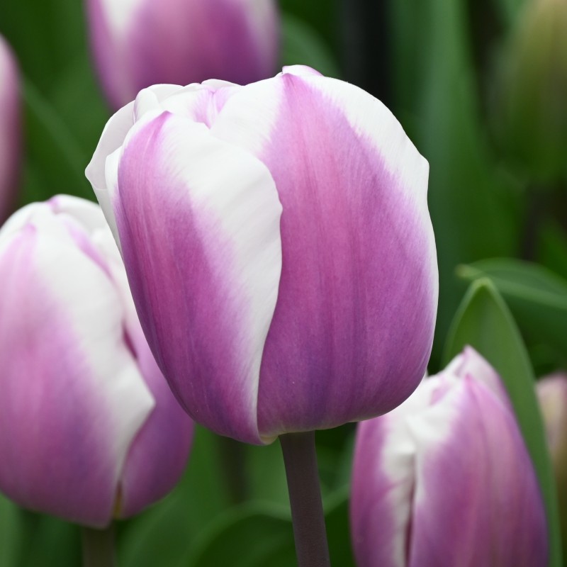 Tulipa 'Librije' Tulipa 'Librije'