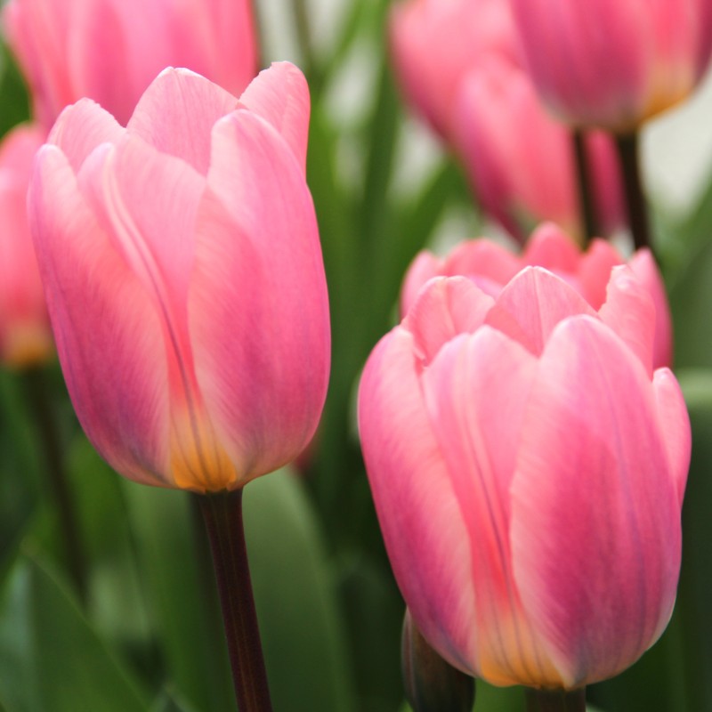 Tulipa 'Light and Dreamy' Tulipa 'Light and Dreamy'