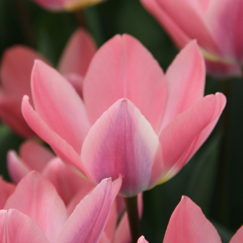 Tulipa 'Light and Dreamy' Tulipa 'Light and Dreamy'