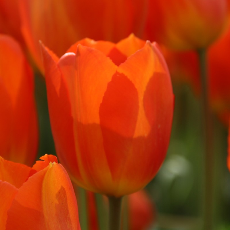Tulipa 'Lighting Sun' Tulipa 'Lighting Sun'
