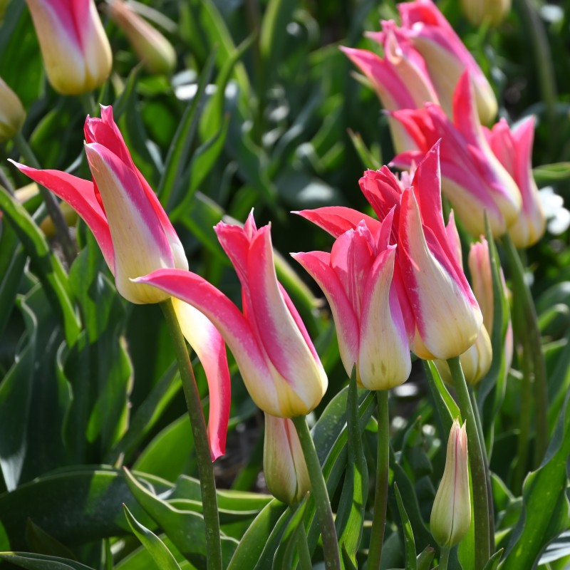 Tulipa 'Love Story' Tulipa 'Love Story'