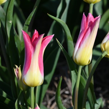 Tulipa 'Love Story' Tulipa 'Love Story'