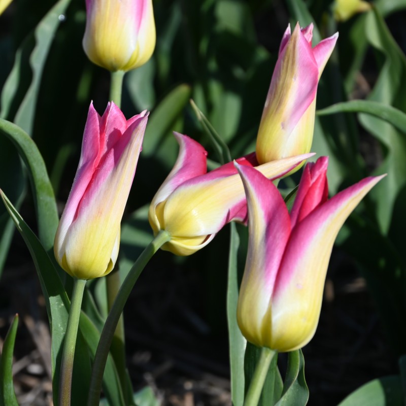 Tulipa 'Love Story' Tulipa 'Love Story'