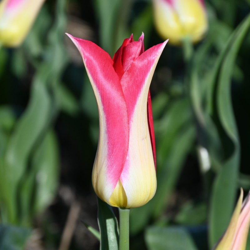 Tulipa 'Love Story' Tulipa 'Love Story'