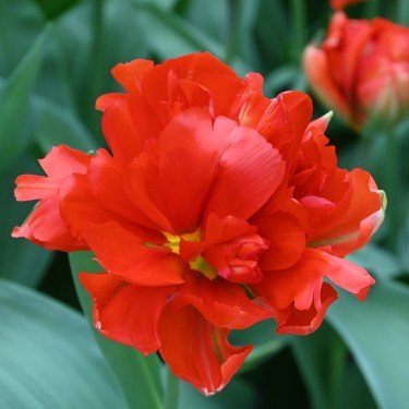 Tulipa 'Love Valley' Tulipa 'Love Valley'