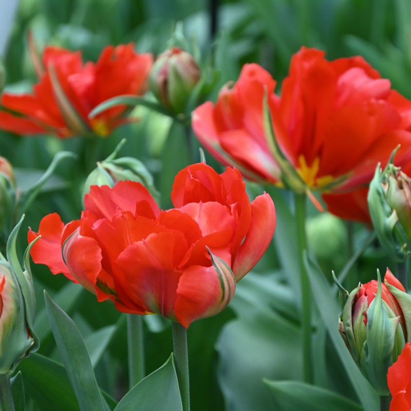 Tulipa 'Love Valley' Tulipa 'Love Valley'