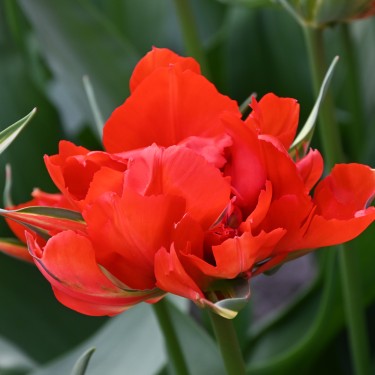 Tulipa 'Love Valley' Tulipa 'Love Valley'