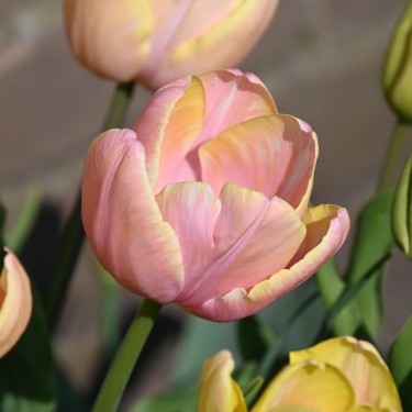 Tulipa 'Mango Charm' Tulipa 'Mango Charm'