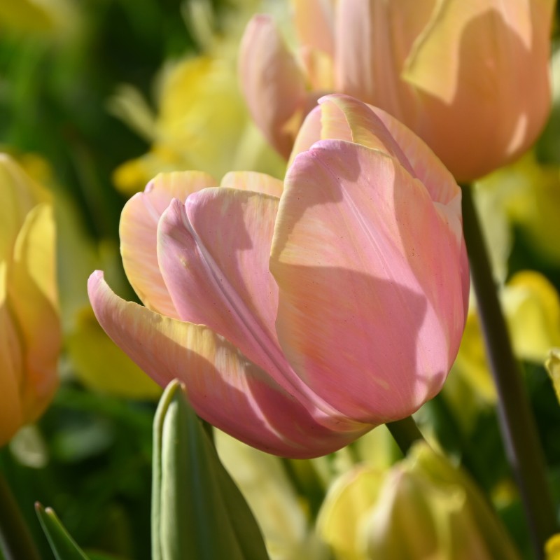 Tulipa 'Mango Charm' Tulipa 'Mango Charm'