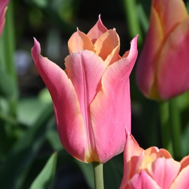 Tulipa 'Marianne' Tulipa 'Marianne'