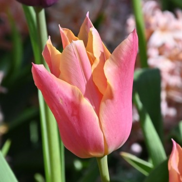 Tulipa 'Marianne' Tulipa 'Marianne'
