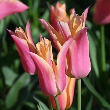 Tulipa 'Marianne' Tulipa 'Marianne'